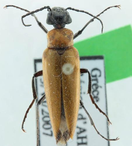 Réf. 298 463 : Zonitis immaculata